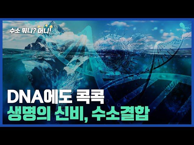 [수소뭐니?머니!]얼음은 왜 물에 뜰까? 생명의 신비, 수소결합