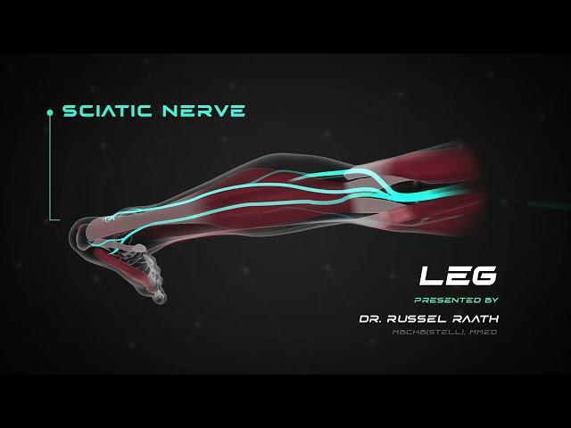 Locating and Treating the Sciatic Nerve Branches - Stimpod NMS460