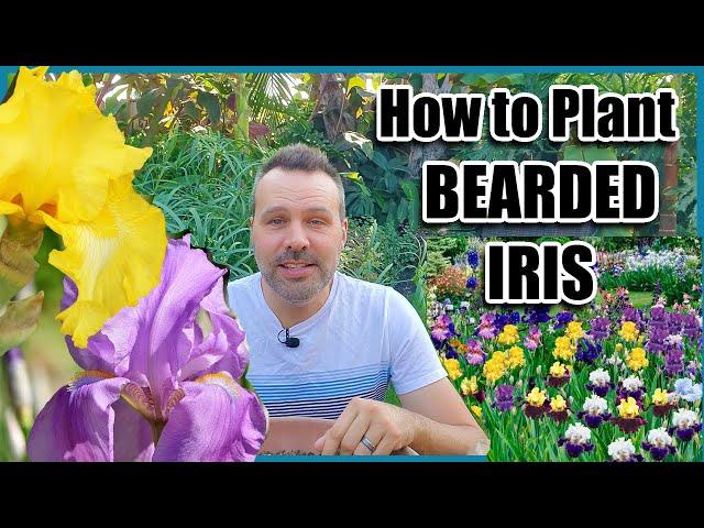 How to Plant Bearded Iris for Beautiful Results - Bareroot planting.