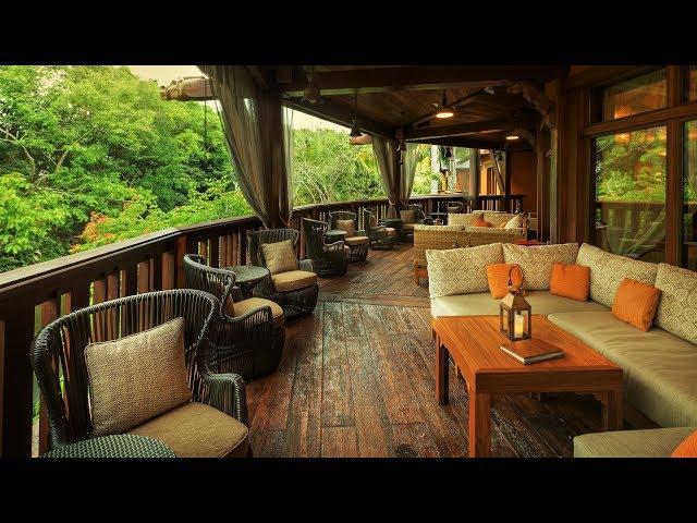 Animal Kingdom | Nomad Lounge | BGM Loop