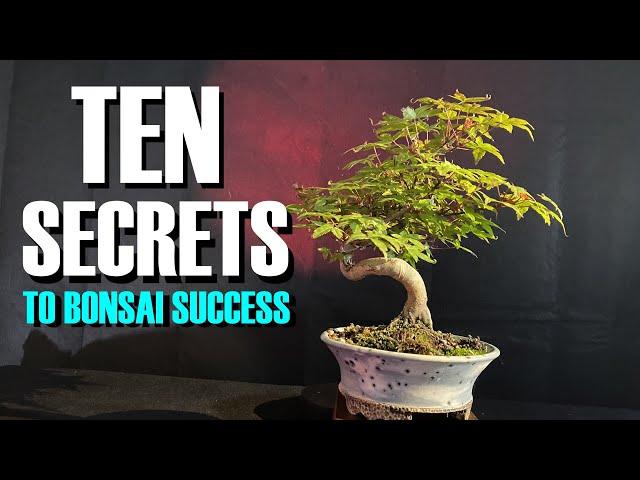 TEN SECRETS to Bonsai Success for Beginners