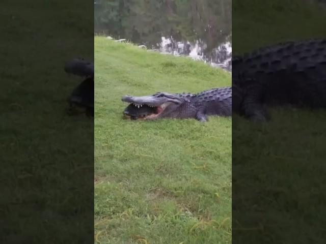 Animals with the Strongest Bite Force #facts #animals #nature