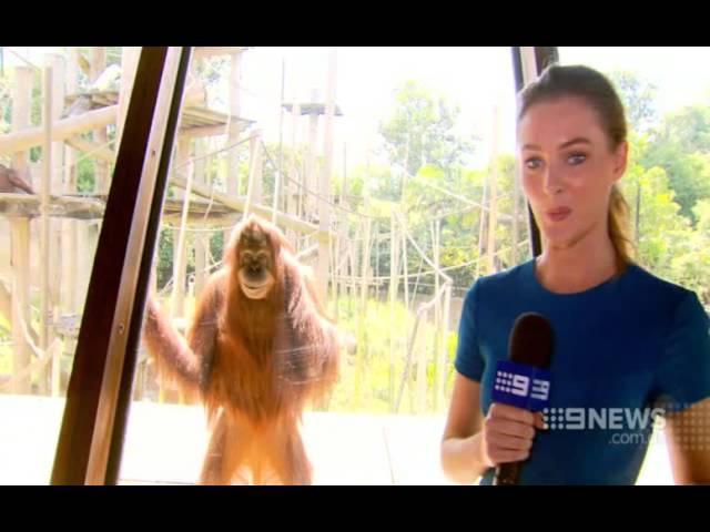 The Smiling Orangutan (Courtesy: Channel Nine News)