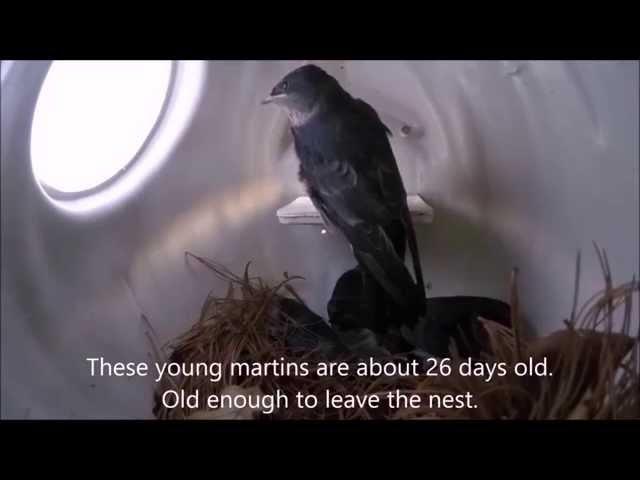 Young Purple Martin's First Flight