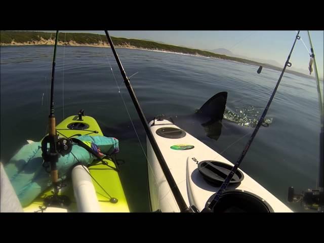 Great White Tests Kayak Anglers' Nerves - Jukin Media Verified (Original)