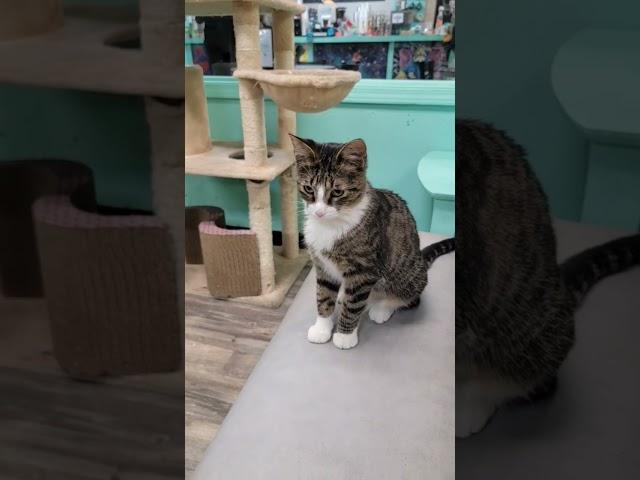 Mochas and Meows Cat Cafe in Branson Missouri