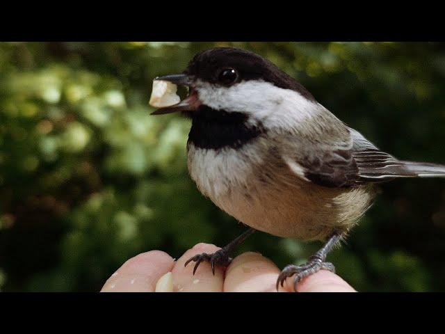 Hand Feeding Birds In The Wild