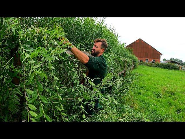 This Farm NEEDS SATISFYING Pruning Of OVERGROWN Hedge Next To Stables