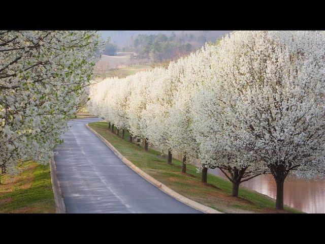 Why Bradford Pears Are The Worst Tree | Southern Living