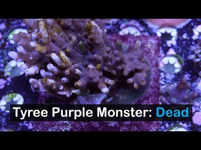 My Tyree Purple Monster Colony is Dead