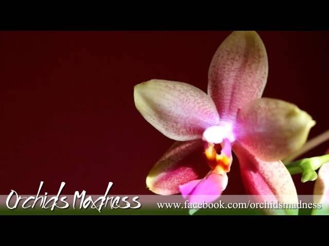 Phalaenopsis Liodoro