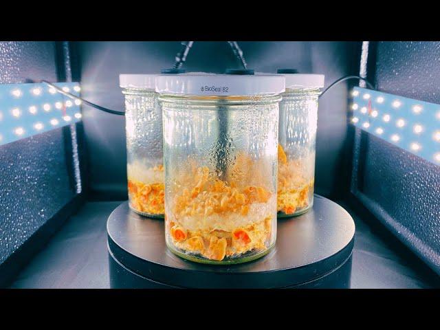 Cordyceps militaris züchten Folge 1