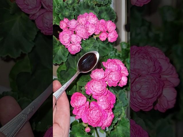 ЛОЖКА под любой цветок и даже чахлый оживет, зазеленеет и зацветет #plants #сад