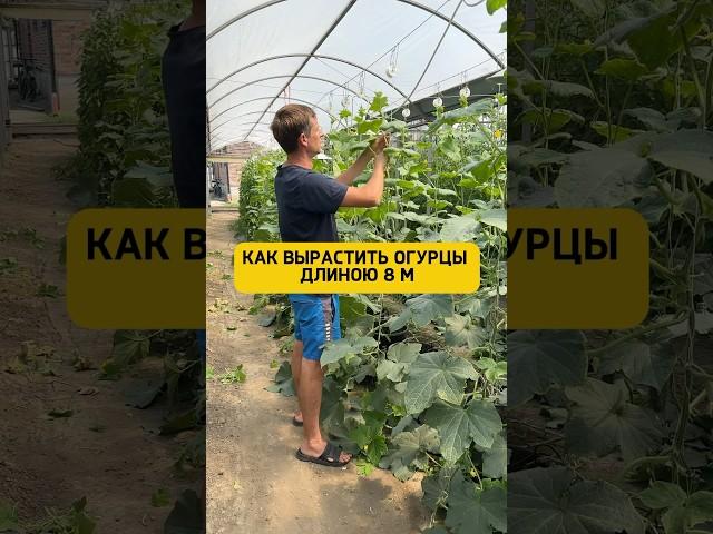 Огурцы уже 8мИспользую эту органическую подкормку  WB: 204491572