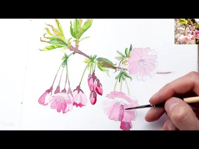 Painting a cherry blossom in watercolor | sakura blossom 