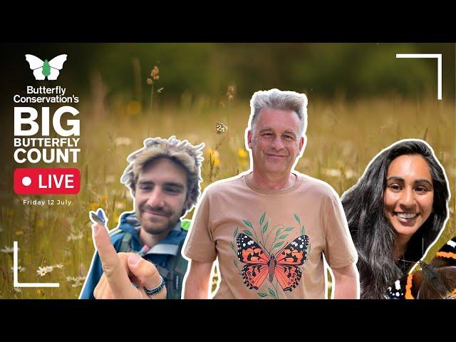 Big Butterfly Count 2024 LIVE