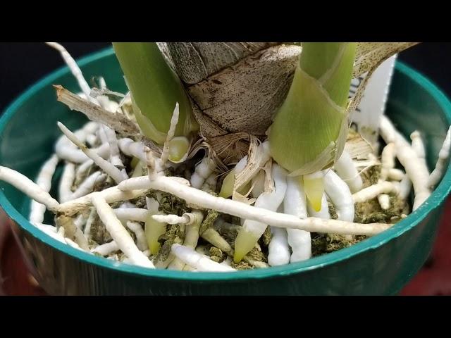 To Water or Not To Water || Catasetum