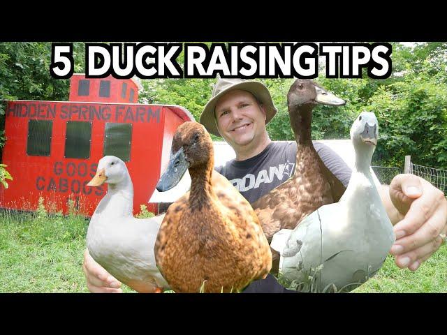 Solutions To 5 BIG DUCK Raising Problems