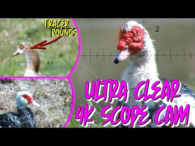 EXOTIC Waterfowl Hunting in Florida | My BEST, CLEAREST, 4K Scope Cam Videos Ever