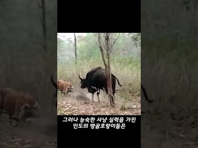 안 보면 후회하는 호랑이 VS 들소 맞다이 영상