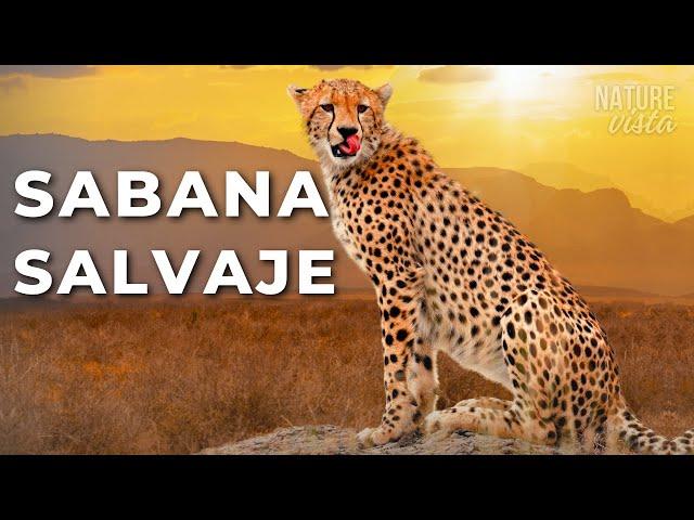 SABANA AFRICANA | Depredadores Brutales y Naturaleza Épica - DOCUMENTAL COMPLETO