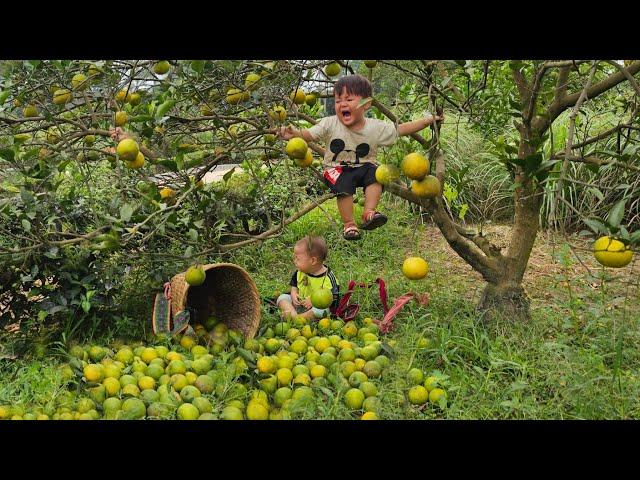 A single mother taking her two children to pick fruit encountered a situation  - lý thi My