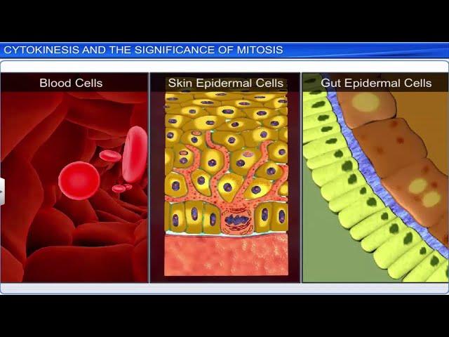 CBSE Class 11 Biology || Cell Cycle and Cell Division || Full Chapter || By Shiksha House