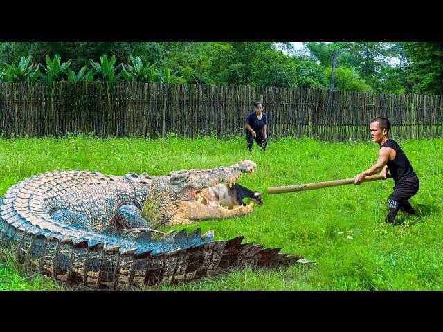 Dwarf Family Primitive Life: Crocodile breaks fence and bites goat | garden renovate to grow chayote