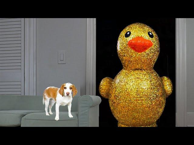 Puppy Surprised with Giant Golden Rubber Duck! Cute Puppy Dog Indie Gets Epic Rubber Ducky Surprise