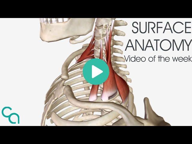 Surface Anatomy - The Scalenes