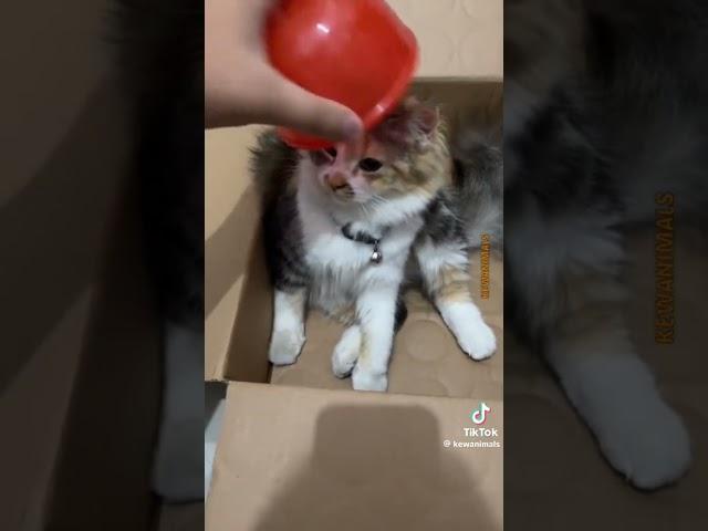 funny moments with cats