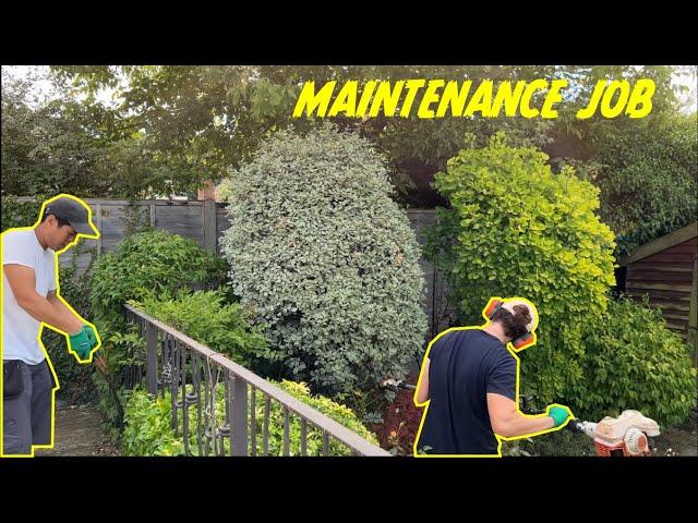 Another Day Another Garden Maintenance Job | Hedge Trimming | Weeding | Bush Removal | Lawn Care