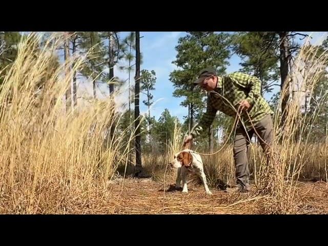 Quail and Birddogs!
