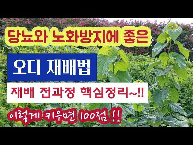 당뇨와 노화방지에 좋은 오디 재배법 - 이렇게 키우면 100점~!! #오디나무 1년차 수형 잡는법 #전지법#병충해 방제 #오디나무 속성