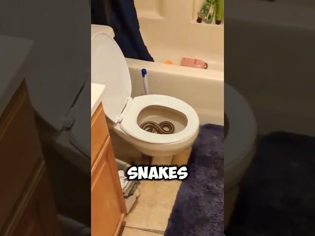 DONOT panic! snakes in toilets 