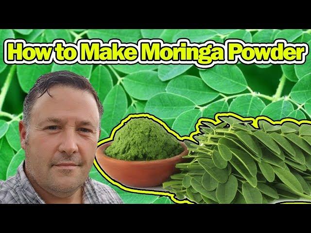 How to Make Moringa Powder - Super Healthy - Tree of Life