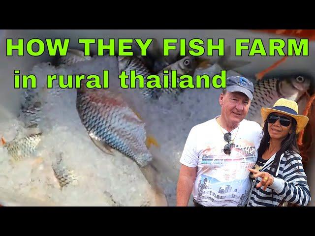 How they Fish Farm in Rural Thailand