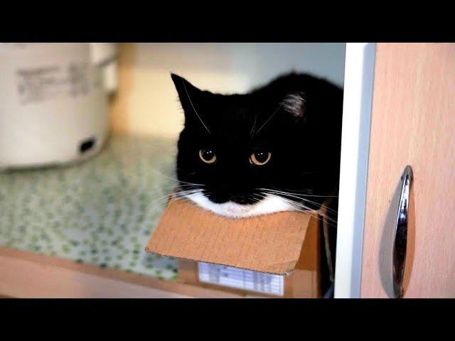 おやつ待ちがかわいすぎる猫 It is so cute to see that cat begging for treats.