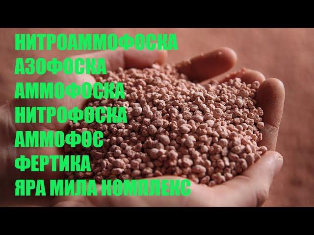 Как удобрить ежевику и малину на даче