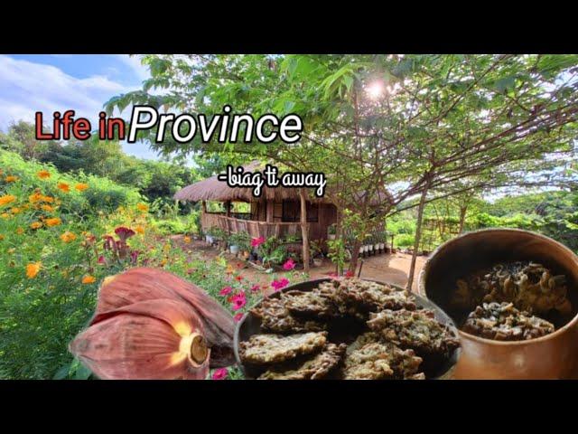 Pick banana blossom in the farm and cook dinengdeng and torta for dinner | Life in the province