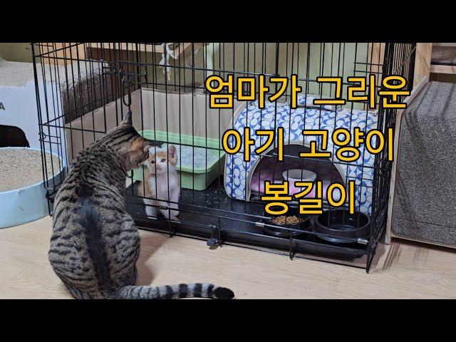 엄마가 그리운 아기고양이 봉길이