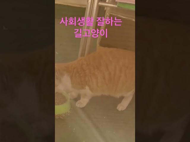 MZ generation stray cat who is good at social life haha #new employee
