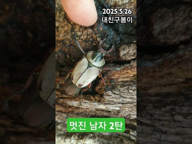 국립수목원의 멋진 남자 2탄~안될것 같으니 후퇴~온몸으로 그녀를 감싸고 보호합니다. 손이 빌런됐어요.#사슴풍뎅이 #멋진남자 #좋을때 #국립수목원 #벌볼일있는사람들