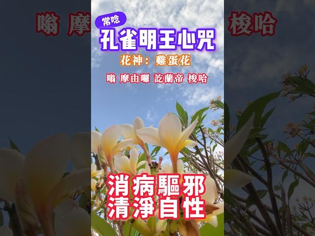解毒神咒｜孔雀明王心咒｜消病驅邪 清淨自性｜訂閱 分享 法布施 歡迎轉發 功德無量 #心靈雞湯 #正能量 #愛 #人生感悟