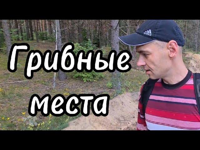 Как найти грибные места?