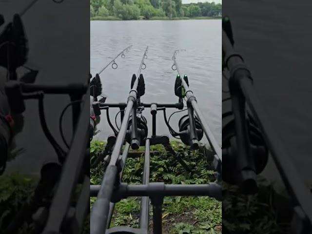 CARP RUN #carpfishing