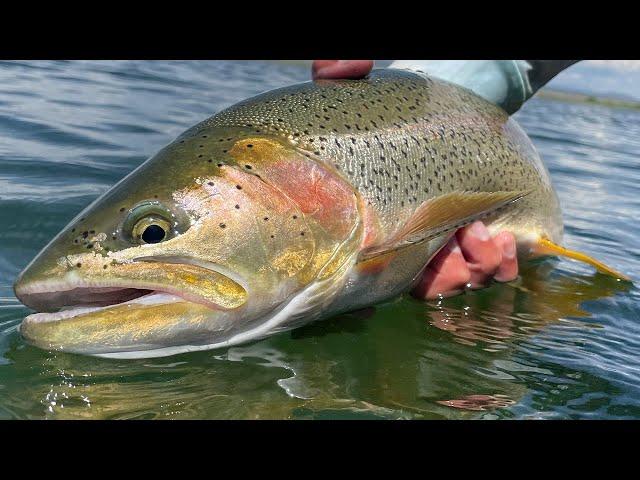 These LARGE TROUT were eating HOPPERS at Spinney Mountain Reservoir