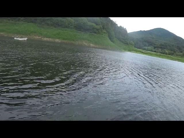 Gundog Training, Brittany: long distant swimming