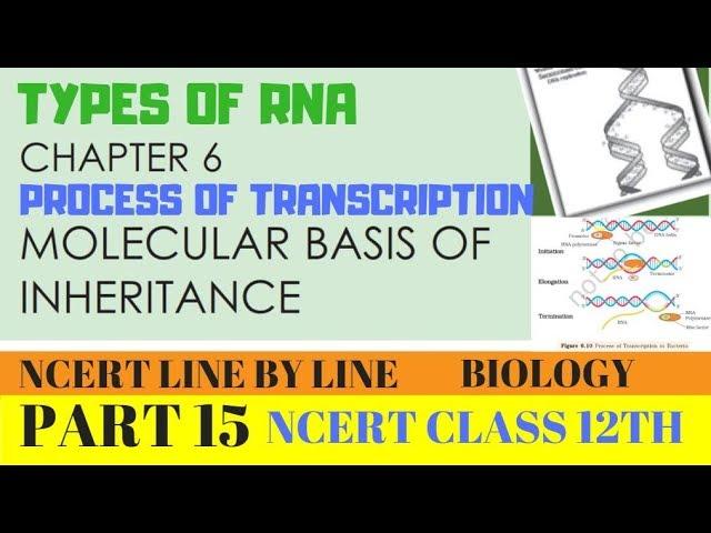 PART15-TYPES OF RNA AND PROCESS OF TRANSCRIPTION||CHAPTER 6 NCERT CLASS 12TH BIOLOGY