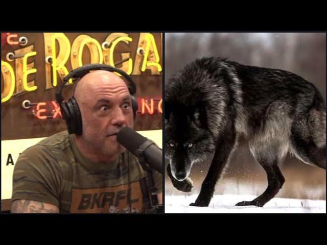 30 Minutes of the Craziest Animal Encounter Stories Told on the Joe Rogan Podcast
